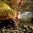 brook trout swimming