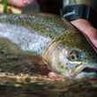 beaver creek rainbow trout ottobine va