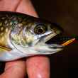 salter brook trout