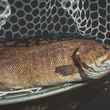 smallmouth bass - menominee river