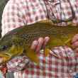 brown trout south holston