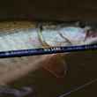 redington big game rod next to musky