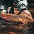 pennsylvania brown trout | euro jig streamers
