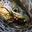 sculpin eating brown trout