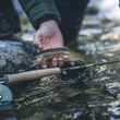 imx-proc fly rod