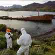 Norway rat eradication using brodifacoum on South Georgia Island