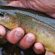 A Gila trout