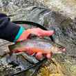 brook trout pigeon river