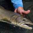A British Columbia bull trout