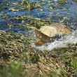 carp Minidoka National Wildlife Refuge