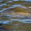 cruising carp