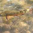  Rocky Mountain brook trout 