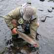 Walt Geryk Salmon River Steelhead