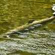 A Klamath River salmon.