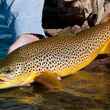 brown trout