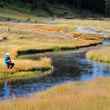 fly fishing on Nez Perce Creek in Yellowstone National Park