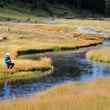 Fly fishing nez perce creek in yellowstone national park