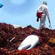 A liquid drain opener bottle sits in the sargassum on South Padre Island.