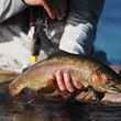 henry's fork cutbow trout