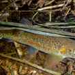 Greenback Cutthroat Trout