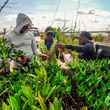 mangrove restoration bahamas