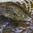 Brown Trout Raritan River NJ