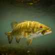 smallmouth bass underwater