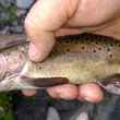 bonneville cutthroat trout