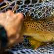 southern trout | south holston river fly fishing