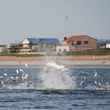 tarpon busting pogy/menhaden