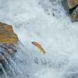 Yellowstone cutthroat trout jumping