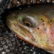 native Yellowstone cutthroat trout
