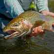 Bristol Bay rainbow trout 