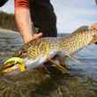 pike fly fishing