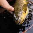 a Svartá brook trout