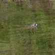 trout eating dry fly