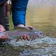 trout eating adams dry fly