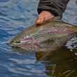 rainbow trout with dry fly in mouth