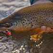 trout with fat albert fly