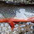 Brook Trout spawning colors