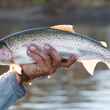 patagonia rainbow trout