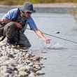 rainbow trout release - fly fishing