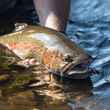 rainbow trout