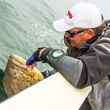 goliath grouper