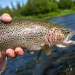 Alaskan Rainbow Trout (photo: Chad Shmukler).