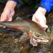 Alaskan Rainbow Trout