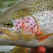 Bristol bay Rainbow Trout