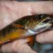 Pennsylvania Brook Trout