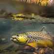 underwater brown trout