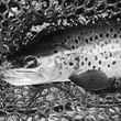 brown trout with hair spider fly in mouth